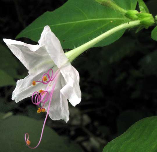 MIRABILIS LONGIFLORA, flower