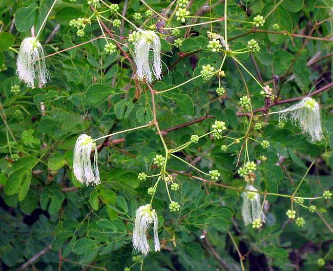 Angel-hair Calliandra, CALLIANDRA cf. CAPILLATA