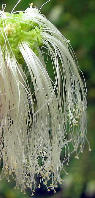 Angel-hair Calliandra, CALLIANDRA cf. CAPILLATA, close-up of flowers