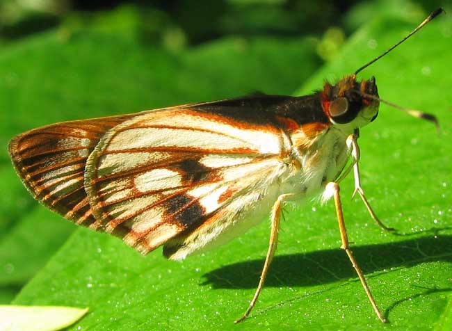 Fantastic Skipper, VETTIUS FANTASOS