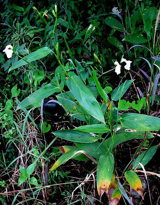 MARANTA GIBBA