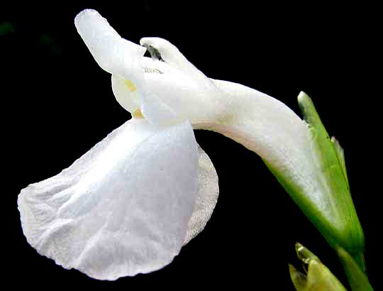 MARANTA GIBBA flower