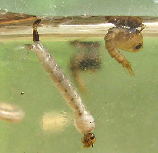mosquito larva and pupa