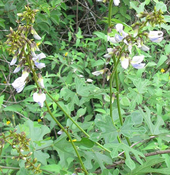 Wild Jícama, PACHYRRHIZUS EROSUS