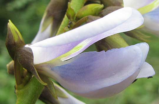 Wild Jícama, PACHYRRHIZUS EROSUS, flower