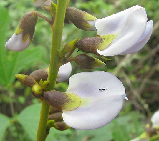 Wild Jícama, PACHYRRHIZUS EROSUS, flowers