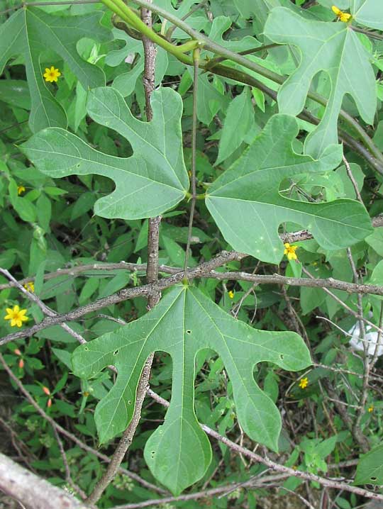 Wild Jícama, PACHYRRHIZUS EROSUS, leaves