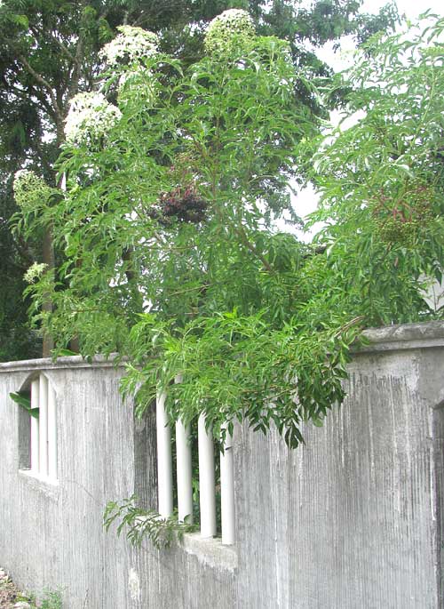 Mexican Elder, SAMBUCUS MEXICANA