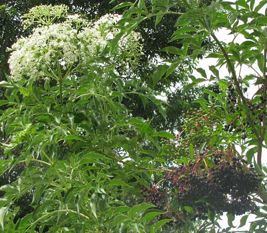 Mexican Elder, SAMBUCUS MEXICANA, flowers and fruits