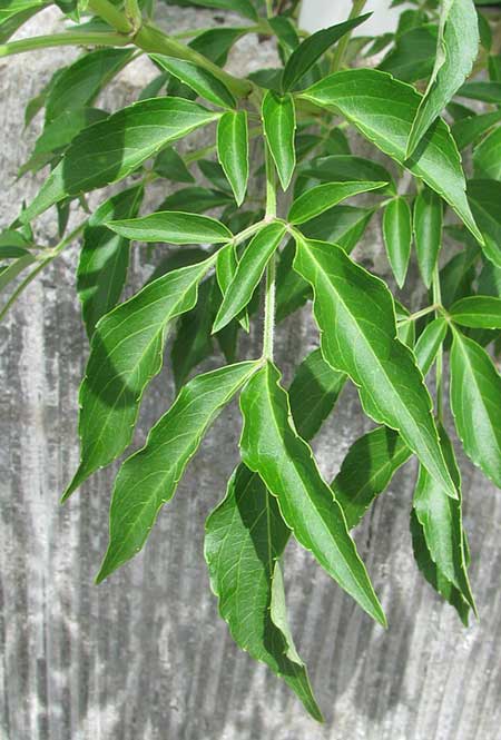 Mexican Elder, SAMBUCUS MEXICANA, leaves