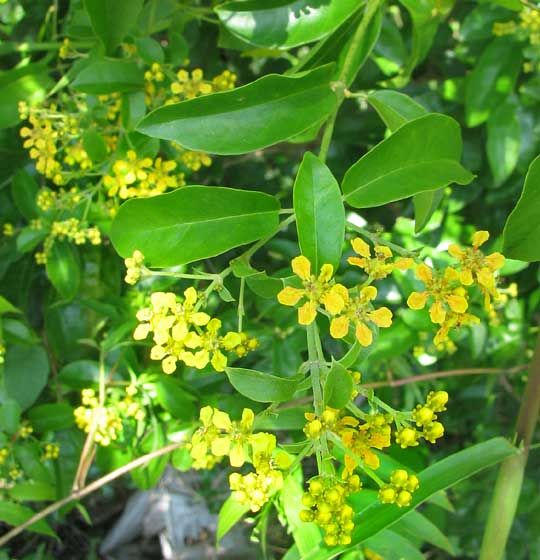 Tetrapterys schiedeana flower cluster