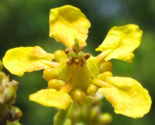 Tetrapterys schiedeana, flower
