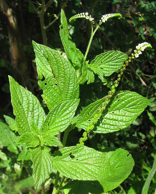 Scorpion Tail or Butterfly Heliotrope. It's HELIOTROPIUM ANGIOSPERMUM