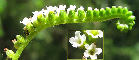 Scorpion Tail or Butterfly Heliotrope. It's HELIOTROPIUM ANGIOSPERMUM, flowers