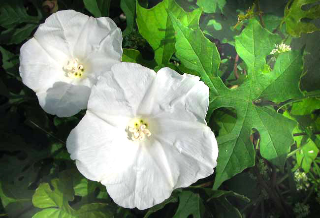 OPERCULINA PINNATIFIDA, a white morning-glory