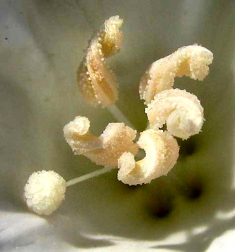 OPERCULINA PINNATIFIDA, a white morning-glory, its spiraling anthers