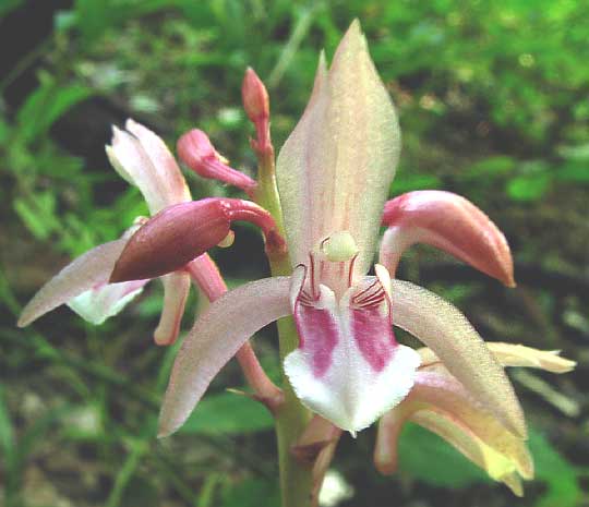 OECEOCLADES MACULATA, flower