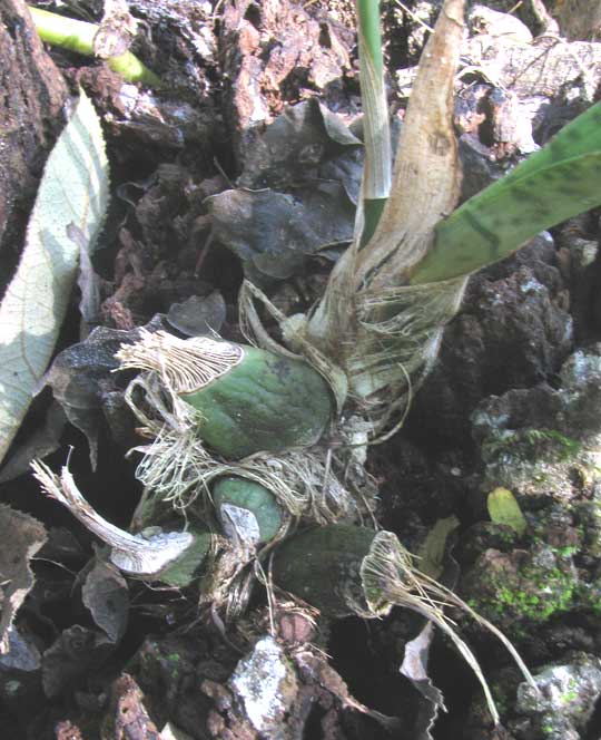 OECEOCLADES MACULATA, pseudobulbs