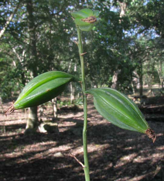 OECEOCLADES MACULATA, fruits