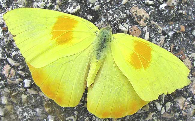 Orange-barred Sulphur, PHOEBIS PHILEA