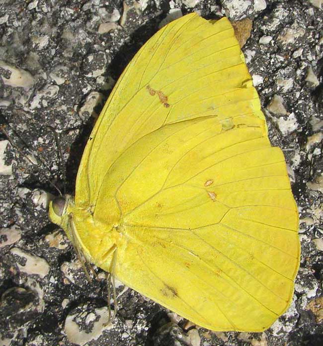 Orange-barred Sulphur, PHOEBIS PHILEA