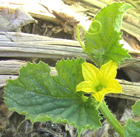 Armenian Cucumber, Cucumis melo var. flexuosus, tendril and flower