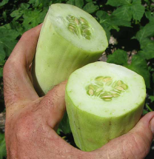 Armenian Cucumber, Cucumis melo var. flexuosus, fruit