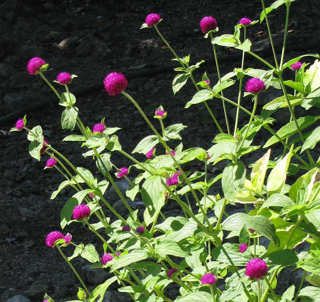 Globe Amaranth, GOMPHRENA GLOBOSA