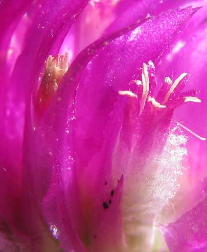 Globe Amaranth, GOMPHRENA GLOBOSA, flower and scale