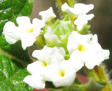 Mexican Oregano, LIPPIA GRAVEOLENS, flowers