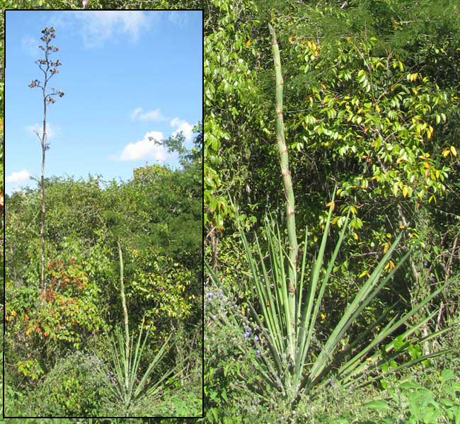 AGAVE cf. ANGUSTIFOLIA