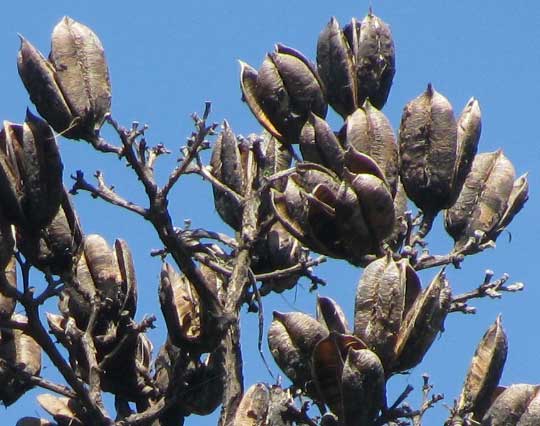 AGAVE cf. ANGUSTIFOLIA, capsules