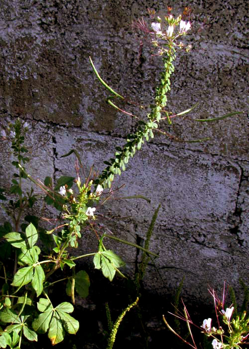 African Spiderflower, CLEOME GYNANDRA