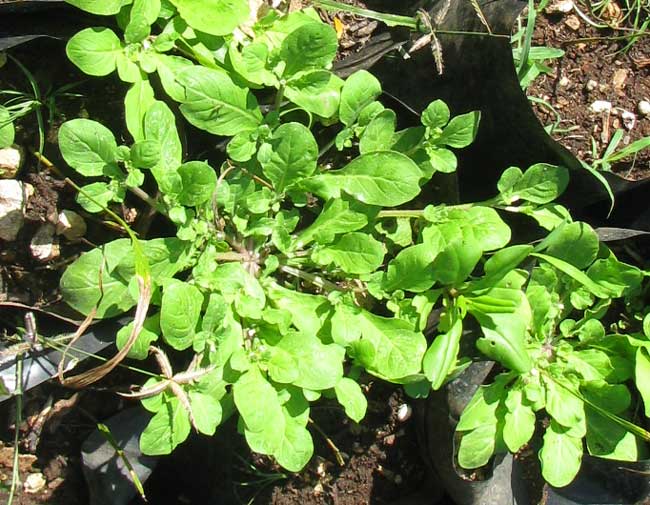 Jamaica Weed, NAMA JAMAICENSE