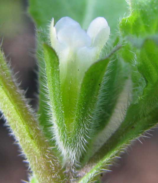 Jamaica Weed, NAMA JAMAICENSE, flower