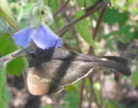 Asine Longtail, POLYTHRIX ASINE, on Jacquemontia flower