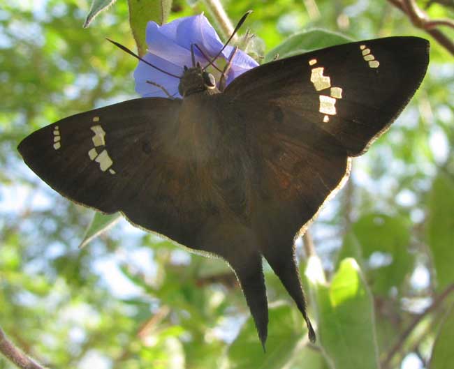 Asine Longtail, POLYTHRIX ASINE, visiting Jacquemonia flower