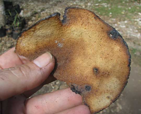 TOASTED TORTILLA FOR TORTILLA COFFEE