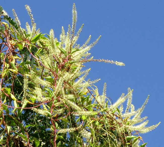 ANREDERA VESICARIA, flowering