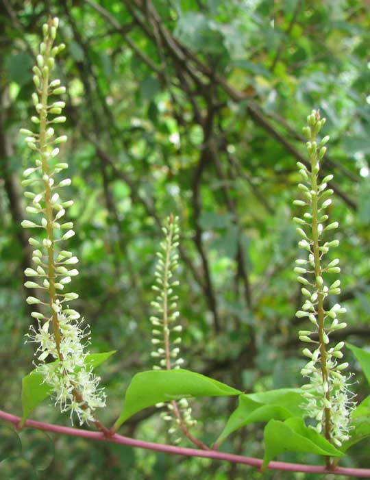 ANREDERA VESICARIA, flowering spikes