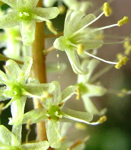 ANREDERA VESICARIA, flowers