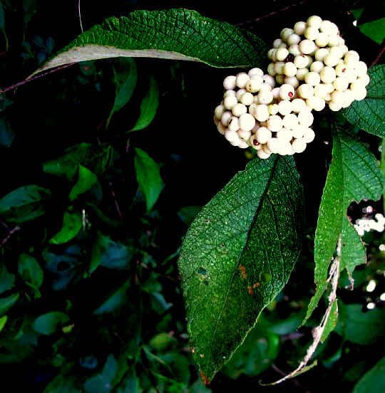 Mexican Beautyberry, CALLICARPA ACUMINATA, white fruit form