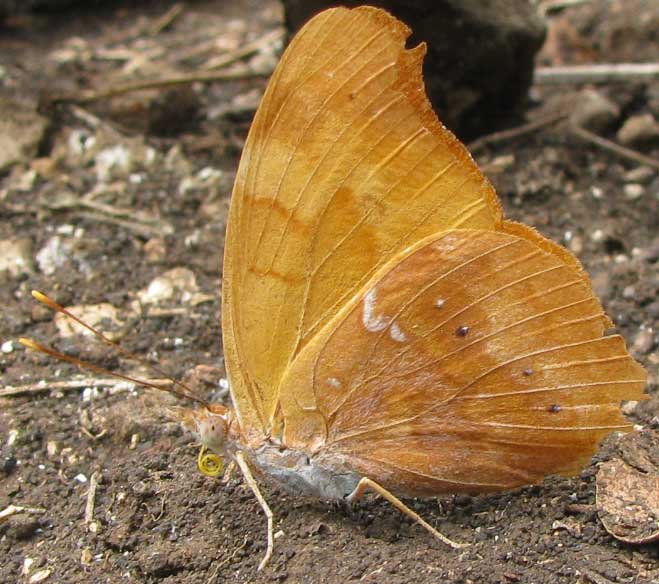 Orange Banner, TEMENIS LAOTHOE