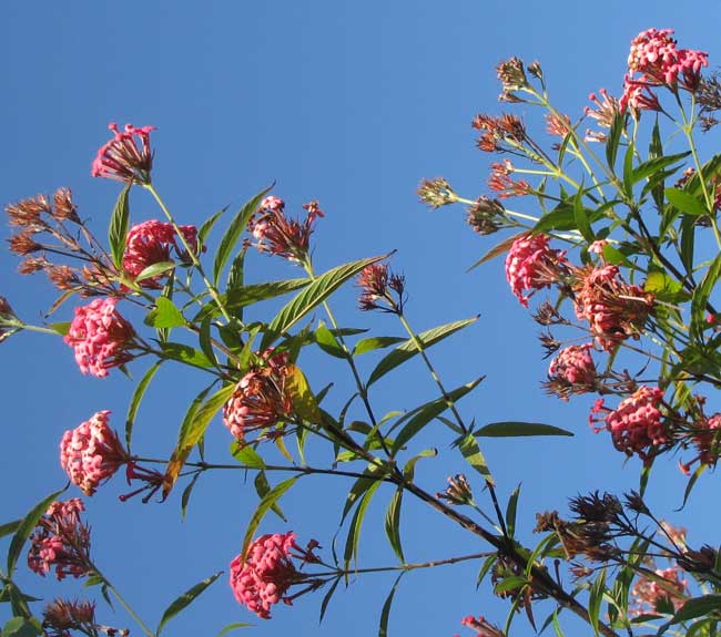 Panama Rose, RONDELETIA LEUCOPHYLLA