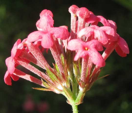 Panama Rose, RONDELETIA LEUCOPHYLLA, flowers