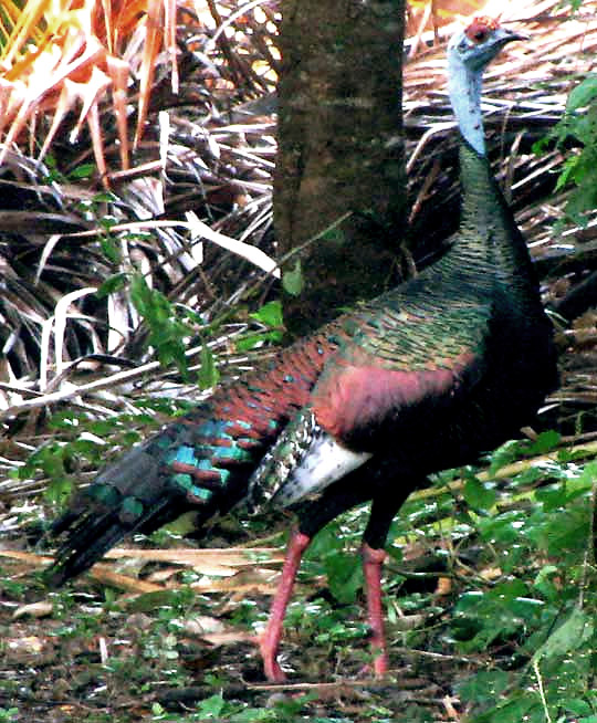 Ocellated Turkey, MELEAGRIS OCELLATA