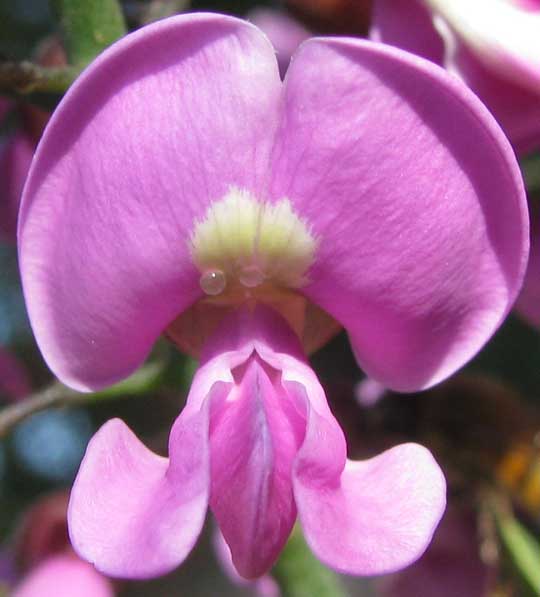 LONCHOCARPUS {VIOLACEUS} PUNCTATUS, flower