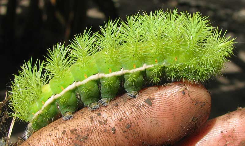 AUTOMERIS cf. MALONEYI, caterpillar