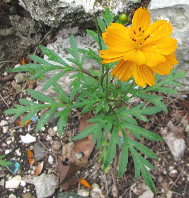 Yellow Cosmos, COSMOS SULPHUREUS