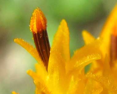 Yellow Cosmos, COSMOS SULPHUREUS, anther tips